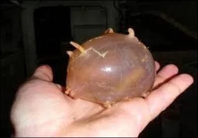 Quel est le nom de cet animal ?