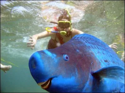 Quel est le nom de cet animal ?