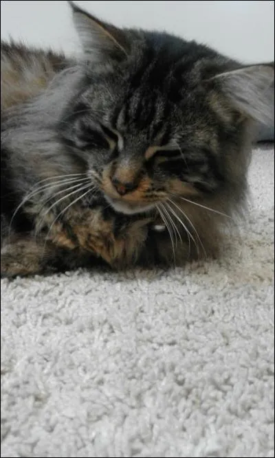 Quelle est la race de ce chat ?