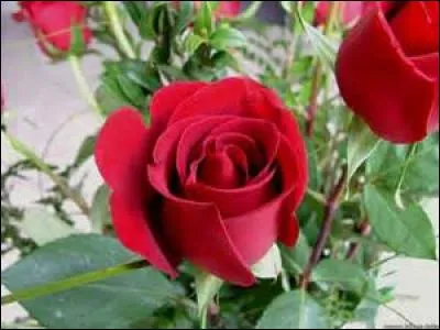 Lequel de ces poèmes de Ronsard, tiré du recueil "Sonnets pour Hélène" se termine par ces mots : "Cueillez dès aujourd'hui les roses de la vie" ?