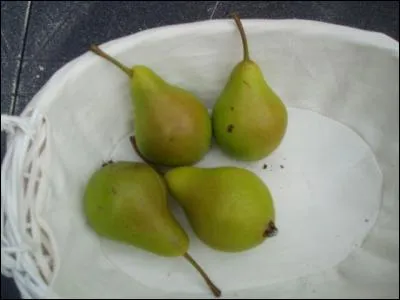Variété de poire, de forme allongée, pouvant être récoltée dès juillet selon les régions :