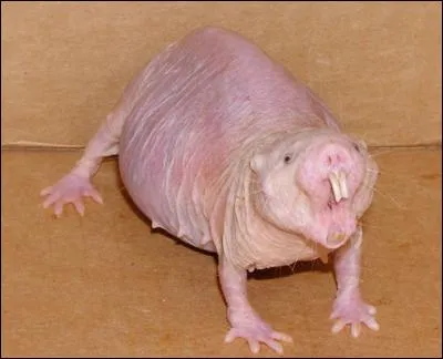 Quel est le nom de cet animal ?