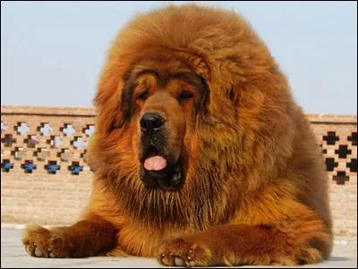 Quelle est la race de ce chien ?