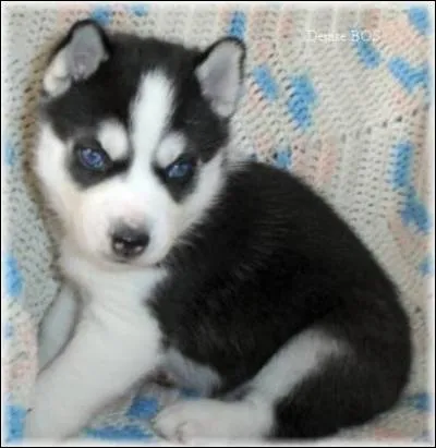 Quelle est la race de ce chien ?