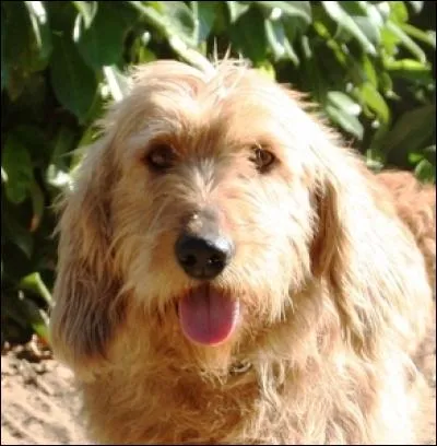 Quelle est la race de ce chien ?