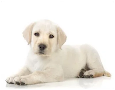 Quelle est la race de ce chien ?