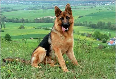 Quelle est la race de ce chien ?