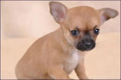 Quelle est la race de ce chien ?