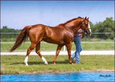 Coche les réponses exactes pour le Quarter Horse.