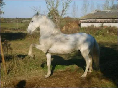 De quelle race est ce cheval ? Comment l'as-tu reconnu ?