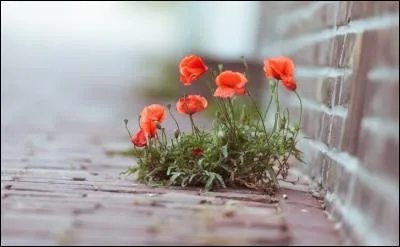 Qui chantait "Je chante pour les transistors, ce récit de l'étrange histoire de tes anamours transitoires..." ?