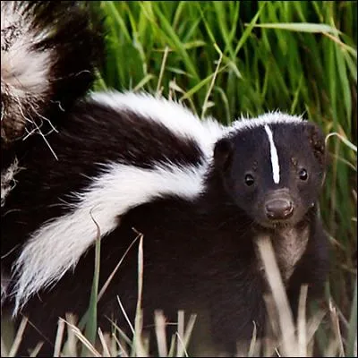 Quel est l'autre non du skunks (ou skuns ou scons) ce petit mammifère qui secrète un liquide malodorant s'il se sent menacé ?