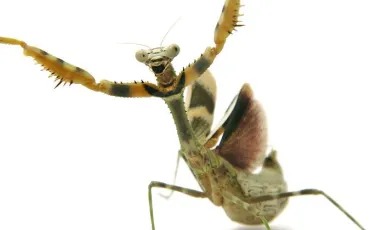 Quiz Insectes