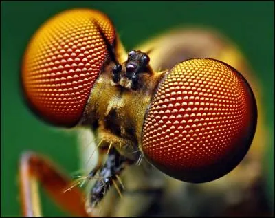 Comment appelle-t-on les facettes des yeux des insectes ?