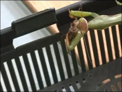 Comment appelle-t-on les hormones sexuelles des insectes ? Comment sont-elles transmises aux partenaires ?