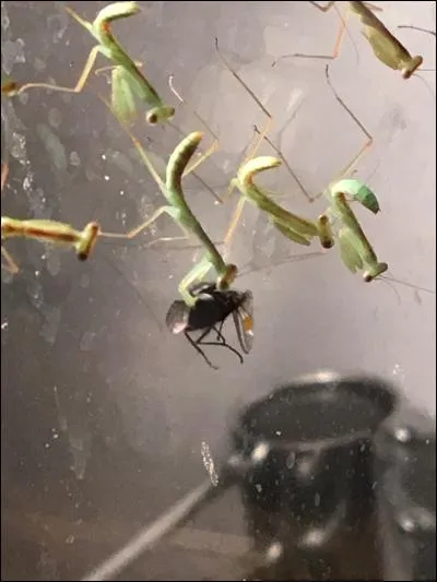 Qui sont les Chéleutoptères ?