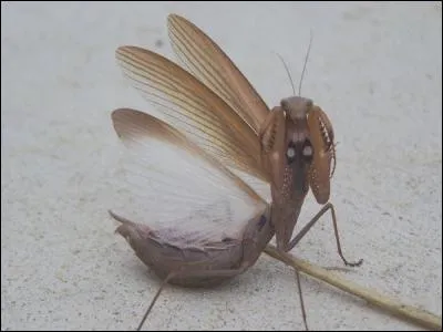 Est-ce que les araignées sont des insectes ?