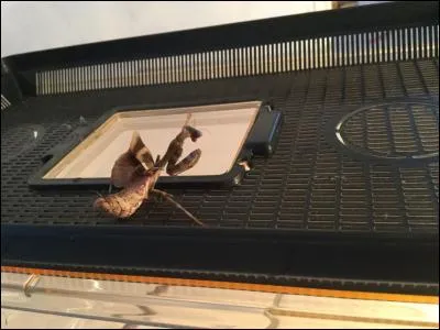 Qui sont les coléoptères ?