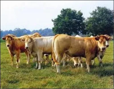 La blonde peut être aussi de race bovine, il s'agit de :