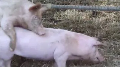 Indices : Rivière, canots, flèche, sodomie !