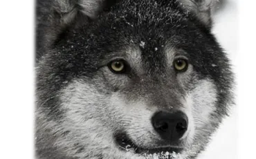 Quiz Loups