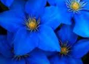 Quiz tes-vous fleur bleue ?
