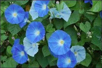 Voici un exemple de belle-de-jour. Pourquoi ce nom ? En réalité, dès que la nuit tombe, ces fleurs ont tendance à se fermer... Dans le langage des jardiniers, quel nom plus scientifique attribue-t-on à ces fleurs ?