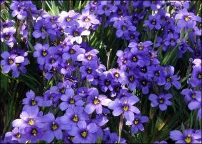 Peut-être connaissez-vous la Bermudienne à feuilles étroites, aussi appelée parfois "herbe aux yeux bleus". De quel continent cette plante est-elle originaire ?