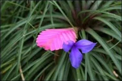 Voici de belles broméliacées. Elles ont souvent un intérêt décoratif, on peut même les mettre dans un appartement. Quelle saison voit la floraison des broméliacées ?