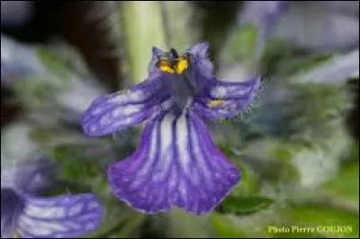 Le feuillage de la bugle est splendide. Cette plante est parfois appelée "ive" ou "ivette". Que peut-on dire de sa lèvre supérieure ?