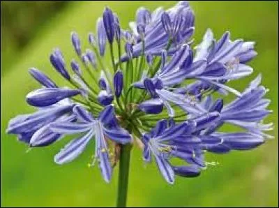 Les agapanthes se montrent tout aussi belles, et nous pouvons les cueillir sans aucun risque. Ces jolies fleurs, blanches ou bleues, viennent d'un continent en particulier. Lequel ?