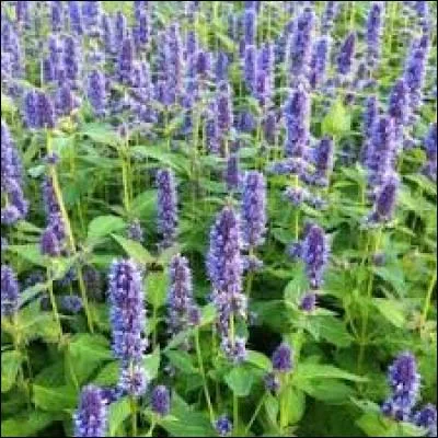 Les abeilles adorent les agastaches, et s'y promènent souvent. L'odeur des agastaches est délicieuse, ce qui explique leur utilisation dans la cuisine en tant que plante aromatique. Laquelle de ces affirmations est exacte ?