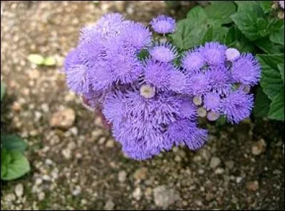 L'agérate est une très jolie fleur qu'il n'est pas difficile de cultiver. Elle a également un grand atout, lequel ?