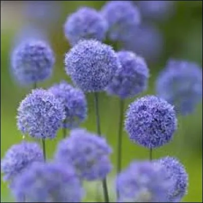 Ces petites sphères emplies de fleurs en étoiles ont uniquement un rôle décoratif dans le jardin qu'elles occupent. Quelle est cette plante ?