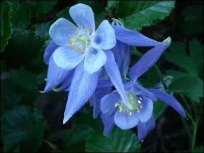L'ancolie est magnifique. Les tiges sont extrêmement longues, pouvant aller jusqu'à plus de 50 cm, et possèdent de jolies fleurs. Quelle saison voit généralement cette fleur fleurir ?