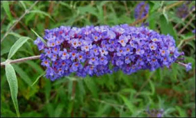 Voici un beau buddléia du père David. Ce n'est généralement pas le nom que l'on attribue à une plante aussi charmante, qui attire certaines petites bêtes que nous aimons. Quels animaux sont attirés par le buddléia du père David ?