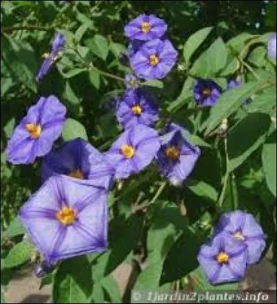 L'arbre à gentiane est généralement de toute beauté. On l'appelle parfois "buisson à patates bleues". Que peut-on dire des fruits de cet arbre aux gentianes ?