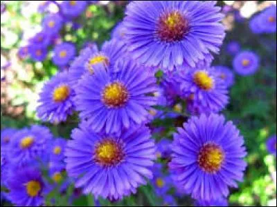 Connaissez-vous les asters ? Ce sont des plantes très répandues qui sont très simples à cultiver. Quelle maladie touchant énormément les carottes est répandue surtout par l'aster ?