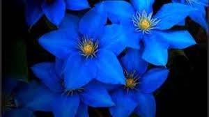 Quiz Fleurs