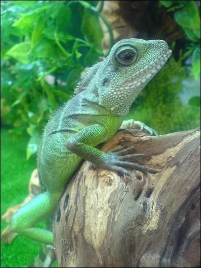 Quel est le nom de ce reptile ?