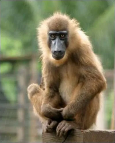 Quel est ce mammifère ?