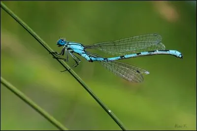 Quel est cet insecte ?