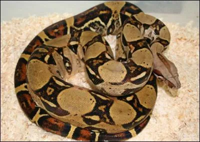 Indices : Mardi, grande, bijoux, chinchillas !