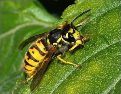 Indices : Feinte, tierce, touche !