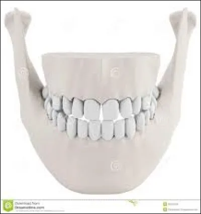 Quel est l'animal qui à le plus force au niveau de la mâchoire ?