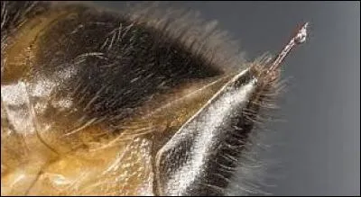 Quel est l'animal le plus venimeux ?