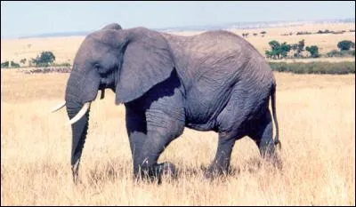 Parmi ces animaux lequel n'est pas un pachyderme ?