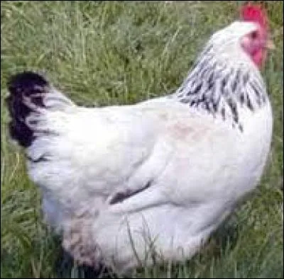 Lequel n'est pas un gallinacé ?