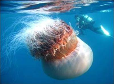 Quel est le diamètre de la plus grande méduse du monde ?
