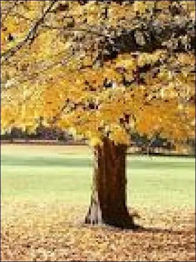 Sans moi, l'arbre de fer ne peut pousser, qui je suis un ...